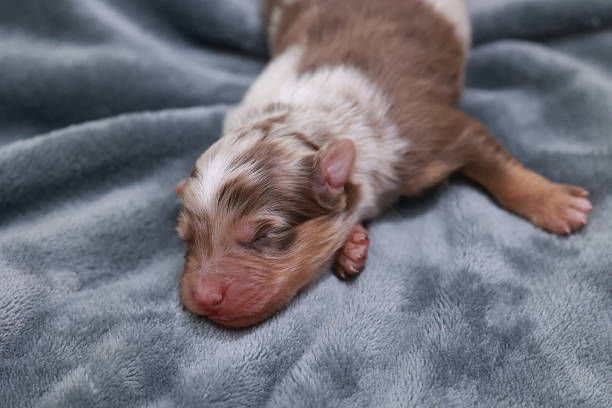 istock A small brown and white puppy is sleeping on a blanket 2217379377
