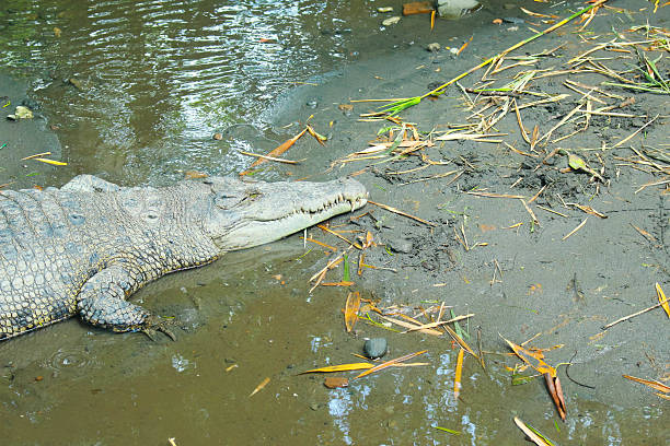 istock Estuarine Crocodile 4 2217383234