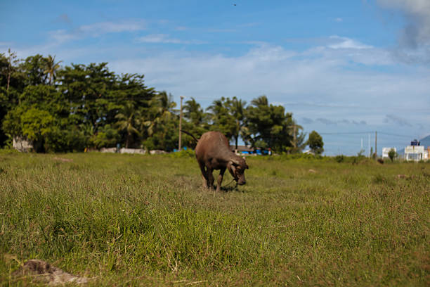 Large Mammal Grazing in Lush Green Tropical Field