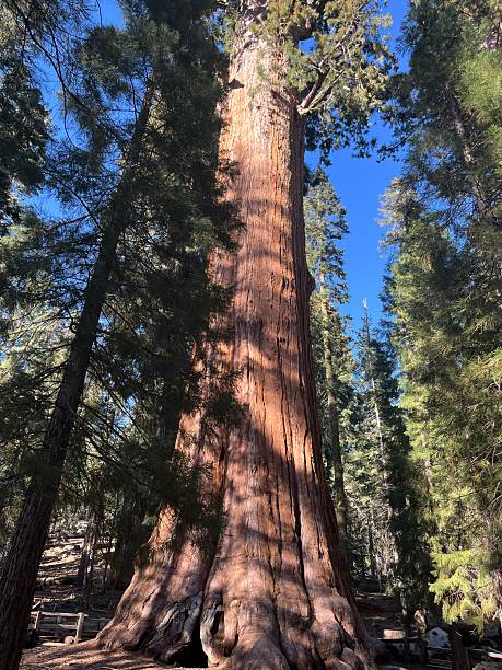 istock Giant sequoia in dappled sunlight, Sequoia National Park 2217384476