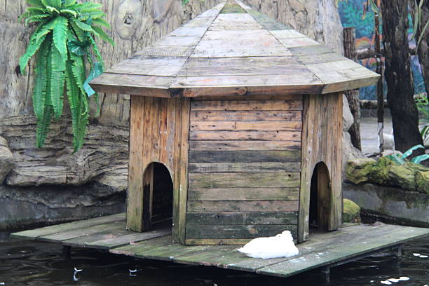 Octagonal wooden duck house floats serenely on murky water, surrounded by green foliage, creating a peaceful aquatic habitat.