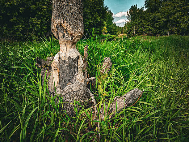 A tree with extensive beaver damage that is attempting to heal and scar over. Full green tree canopies are in the distance with tall grass in the foreground. land management design element.