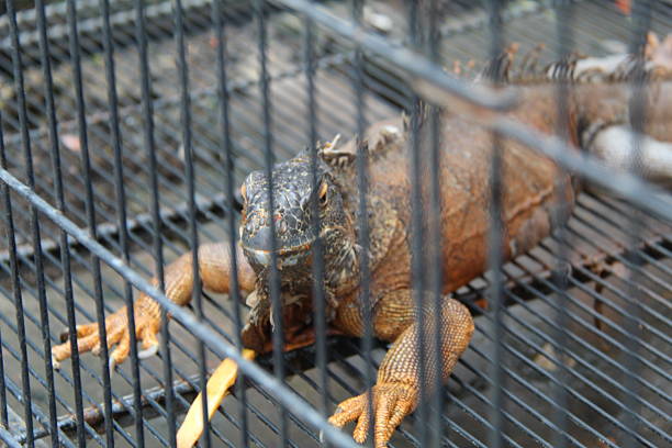 istock A close-up of an iguana inside a cage 2217384922