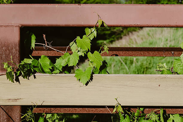 a bridge railing with a wood plank, wild grapevines and water in the distance. design element, background or banner