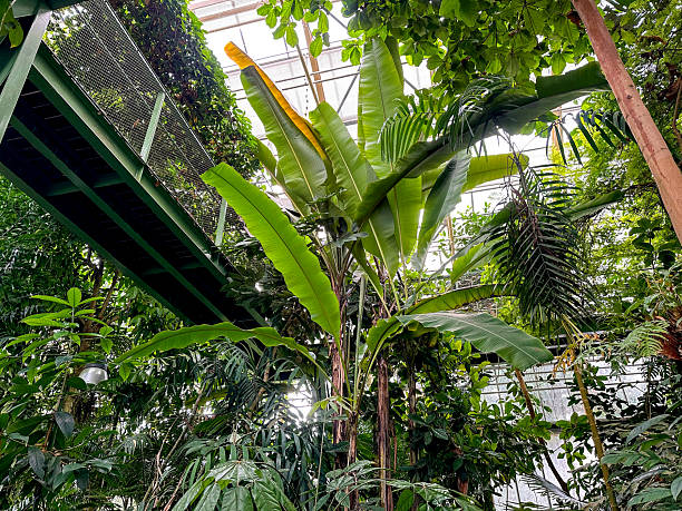 istock Different plants with green leaves in botanical garden, low angle view 2217385003