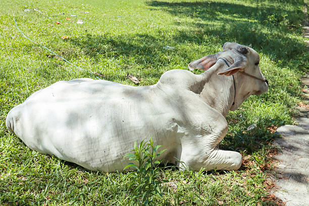Young white cow