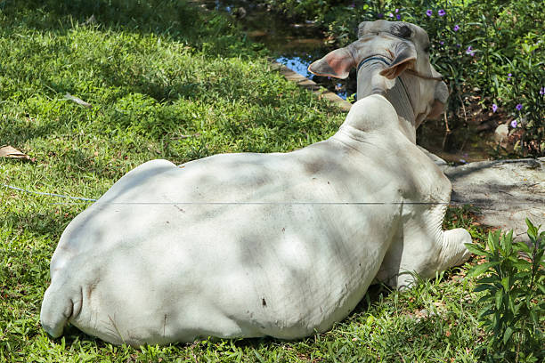 Portrait of  domestic all white cow.