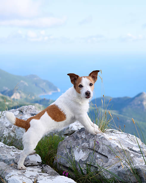 istock Jack Russell enjoying mountain view 2217387887