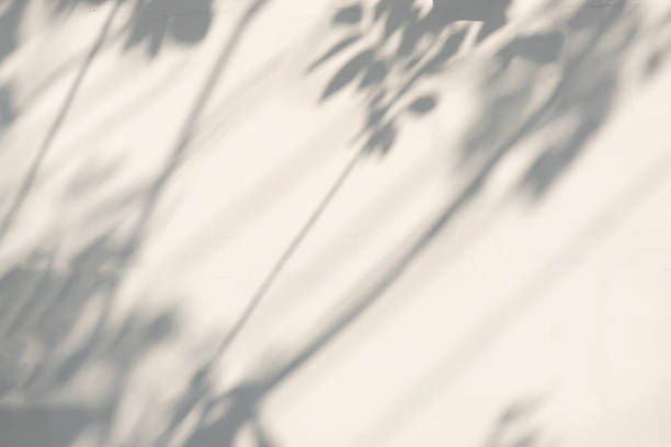 istock Abstract natural tree leaves shadow on white wall background 2217387889