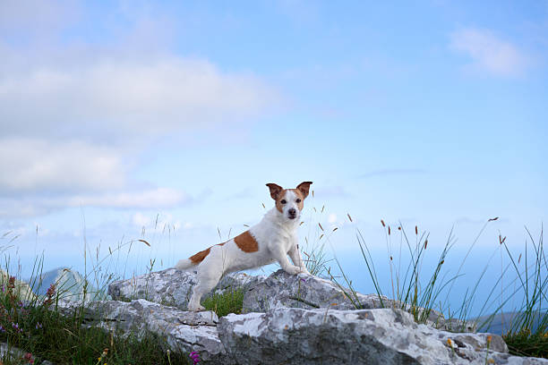 istock Jack Russell surveying the hills 2217387891