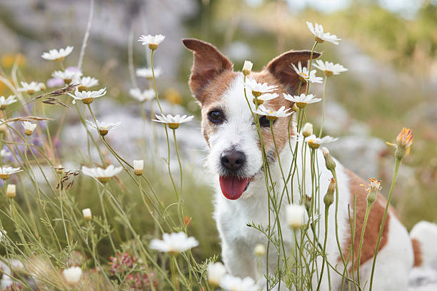 istock Jack Russell Terrier among daisies 2217387941