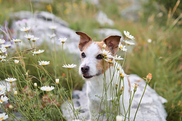 istock Jack Russell Terrier surrounded by flowers 2217387945