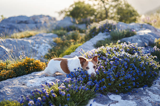 A Jack Russell Terrier lies comfortably among a bed of blue wildflowers on rocky terrain, with the morning sun creating a warm ambiance. The image highlights the dog's calm and natural setting.
