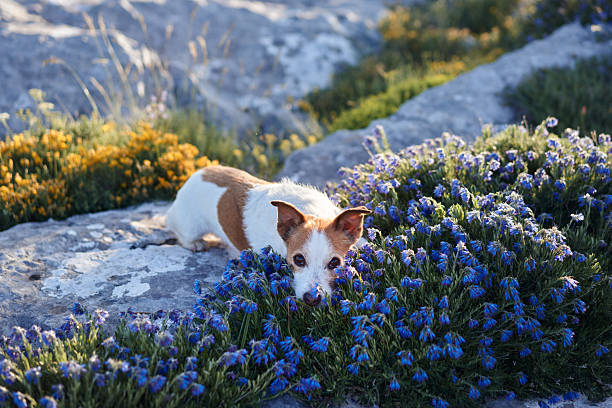 A Jack Russell Terrier rests among blue wildflowers on a rocky surface, gazing curiously at the camera. The image captures the dog's relaxed posture and the colorful floral setting.