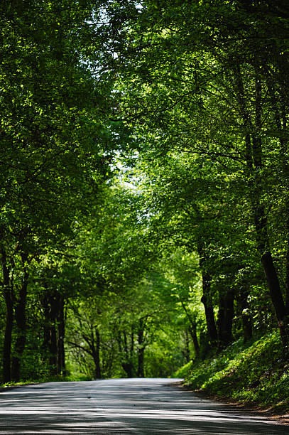 istock Shaded forest road with lush green tree canopy 2217388284