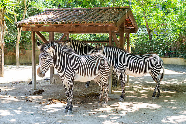 Striking zebras under shelter, contrasting stripes. Symbolizes uniqueness, animal behavior, or conservation. Ideal for travel, nature, wildlife themes.