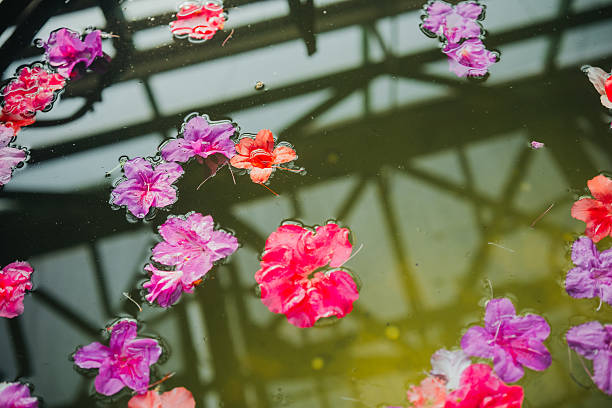 istock Close-up of Floating Azalea Flowers 2217388928