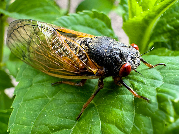 istock 17-Year Periodical Cicada 2217390594