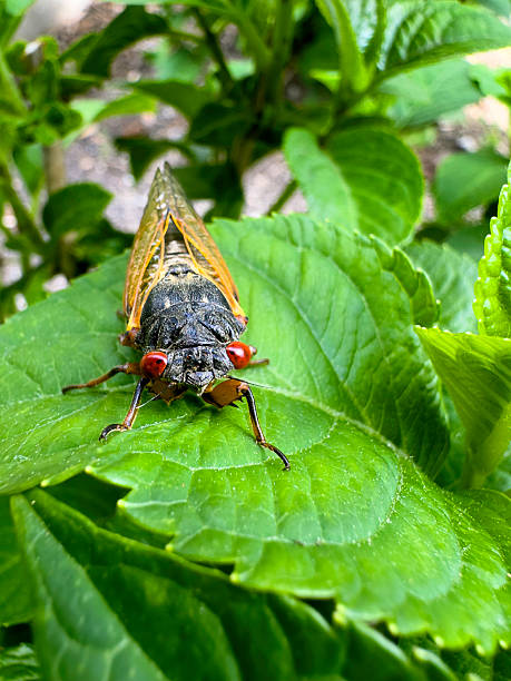 istock 17-Year Periodical Cicada 2217390600