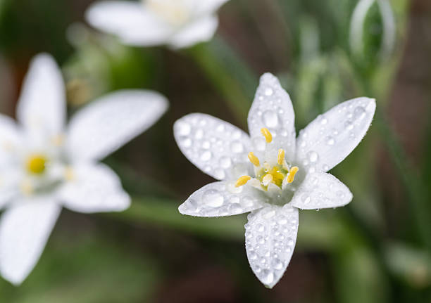 Small flowers wet with rain