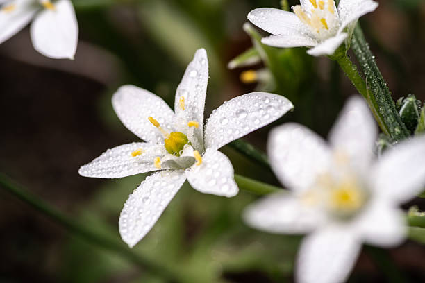 istock Small flowers wet with rain 2217390757