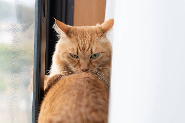 istock Two cats relaxing by the window 2217391013