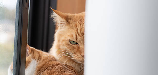istock Two cats relaxing by the window 2217391036