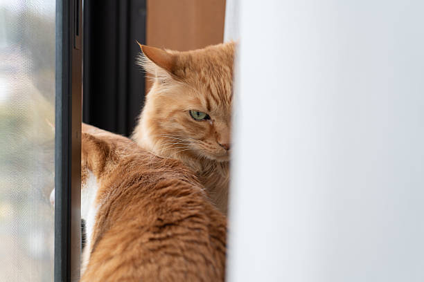 istock Two cats relaxing by the window 2217391052