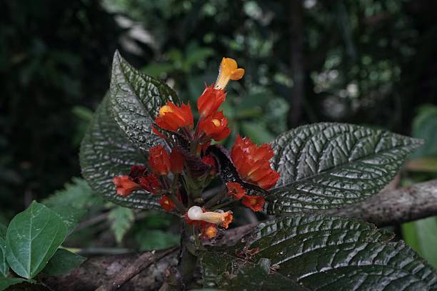 Close up of Sunset Bells wildflower (Chrysothemis pulchella)