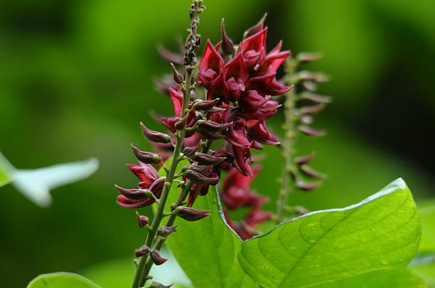 Close up of Kudzu wildflower (Pueraria montana)