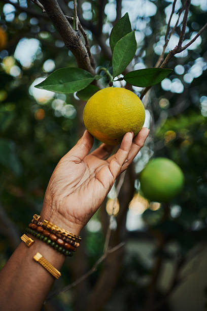 Hand Reaching for Fresh Yellow Orange on Tree