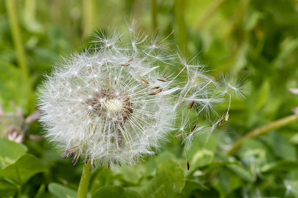 istock Dandelion with flying seeds on a green field, macro view. 2217395981