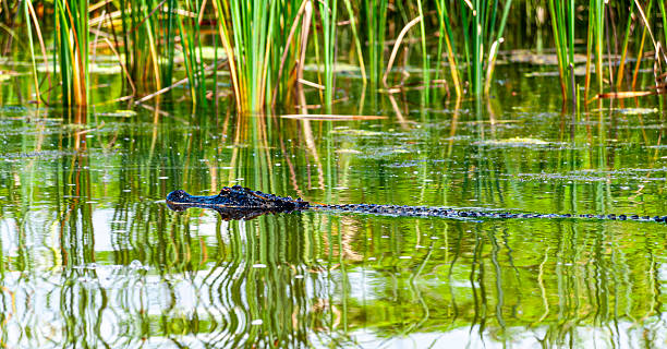 istock A barely visible head of an alligator in water. 2217399331