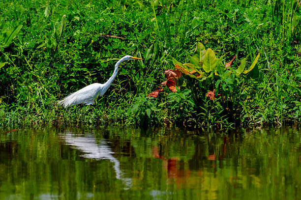 Great White Egret in natural environment. in United States, Alabama, Spanish Fort