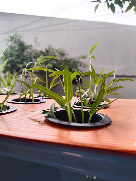 istock Hydroponic kale seedlings 2 weeks after planting 2217401666