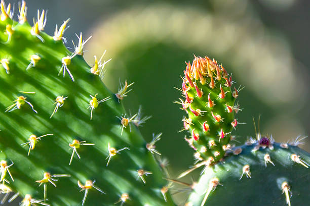 A vibrant close-up captures a new prickly pear cactus pad emerging, symbolizing resilience and fresh growth in arid landscapes.