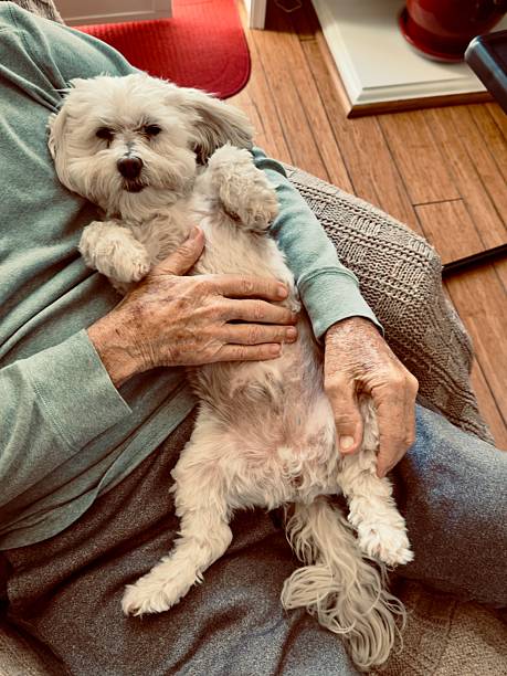 istock Senior Little Friend 2217404298