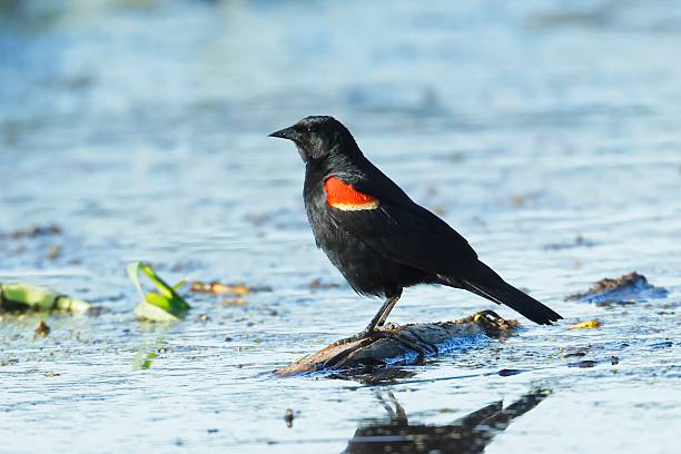 istock Red winged blackbird at the water. 2217404926