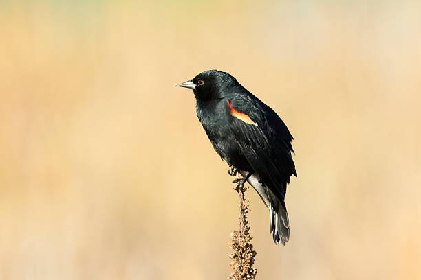 istock Close up of red winged blackbird. 2217404929