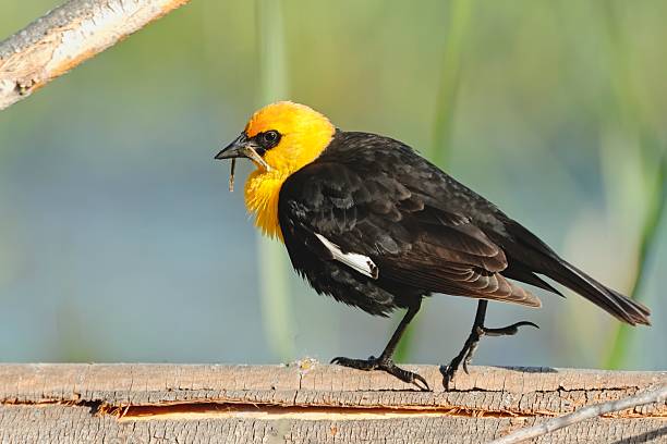 istock Yellow headed blackbird walks on a log. 2217404937