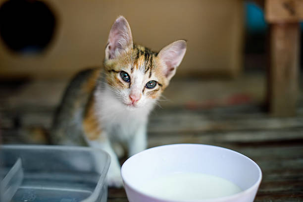 istock Tricolor Stray Kitten Looking for a Loving Home 2217406300