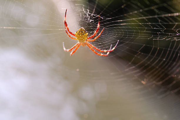 istock Macrophotography Hawaiian Garden Spider exposed to sunlight 2217406715