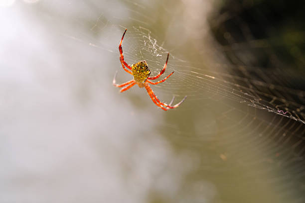istock Macrophotography Hawaiian Garden Spider exposed to sunlight 2217406717