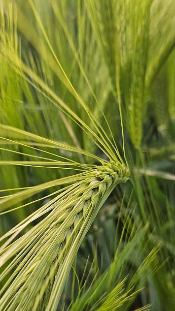 istock Green ears of barley 2217407198