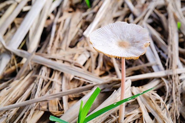 Macrophotography Pleated inkcap mushroom. Closeup shot of Parasola plicatilis mushroom growing among wet haystacks. Poisonous mushroom in nature. Science and natural ecosystem