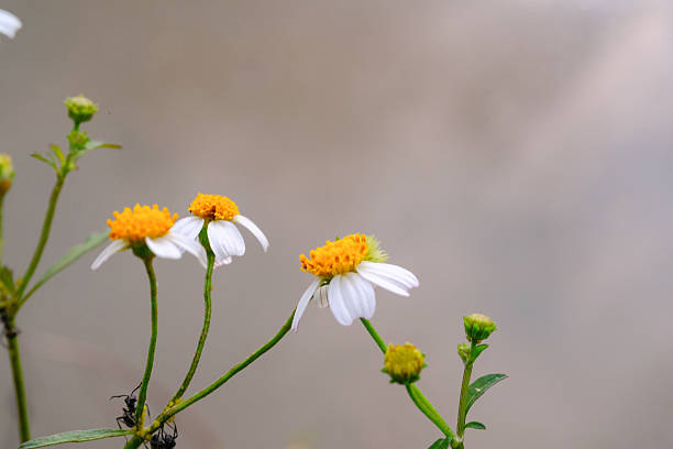 A couple of insects on a white daisy flower