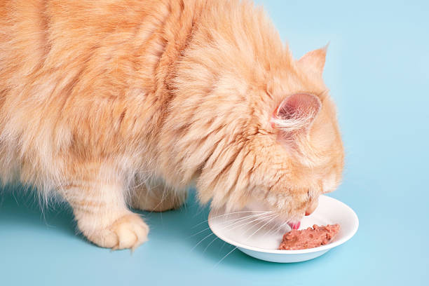 istock Fluffy striped ginger cat eats meat food from white bowl on blue background close-up. 2217408451