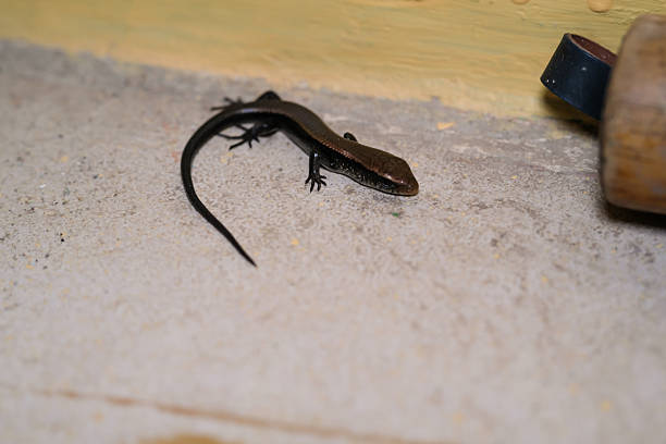 istock Macro Photography of black little lizard. 2217409583