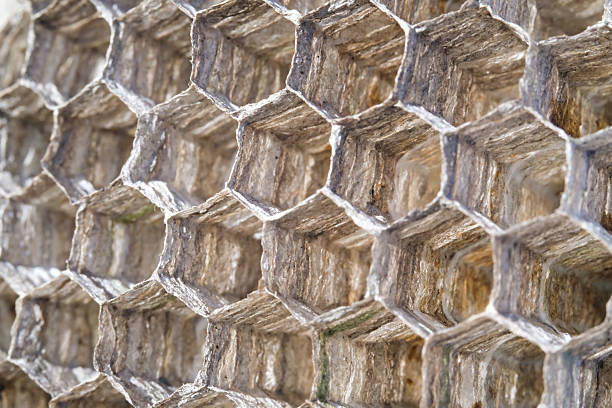 Macrophotography Wasp nest with hexagonal holes. Abstract textural backgrounds with dense hexagonal structure without gaps. Wasp nest for storing larvae and pollen. Transparent nest. Trypophobia