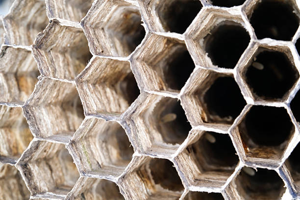 Small, discarded wasp nest tucked away in the eves of an old outhouse shed
